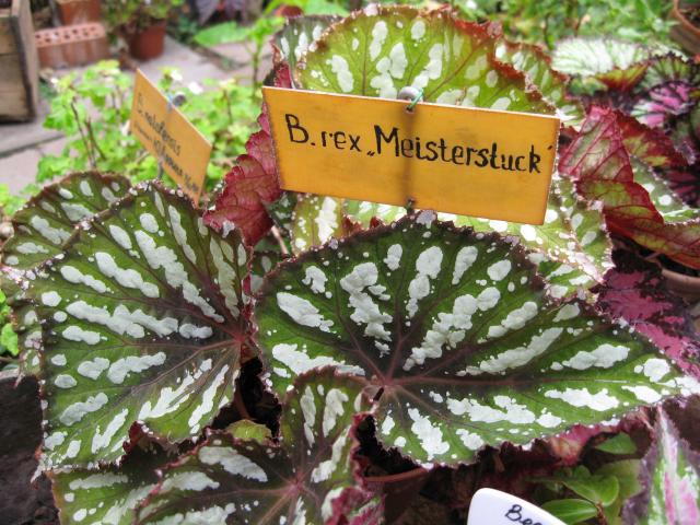 Begonia rex Meisterstuck